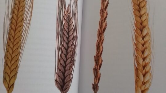 Lezing antroposofische kijk op de granen en hun toepassingen